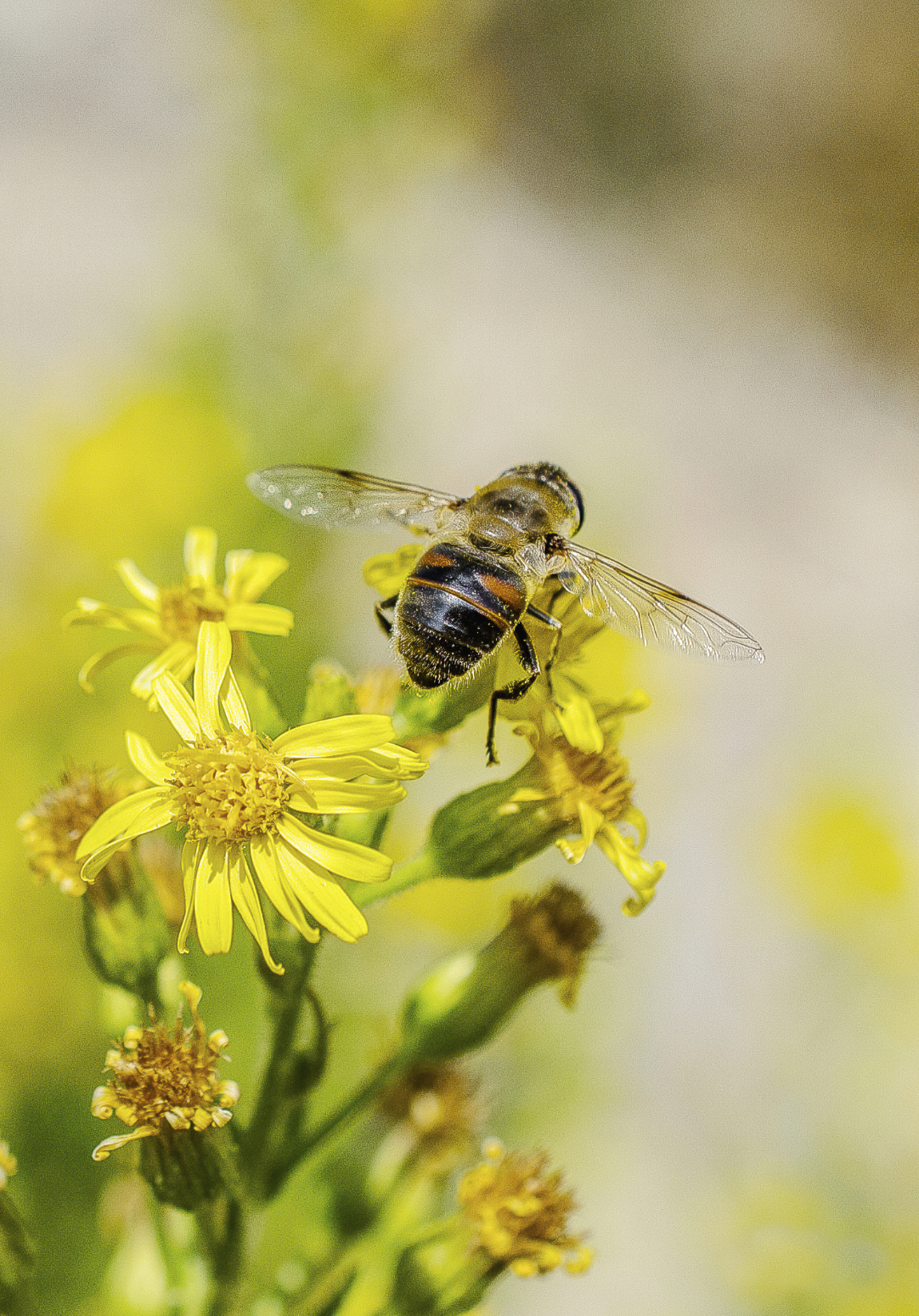 Ape su fiore di Giu67