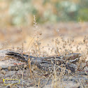 European Nightjar.