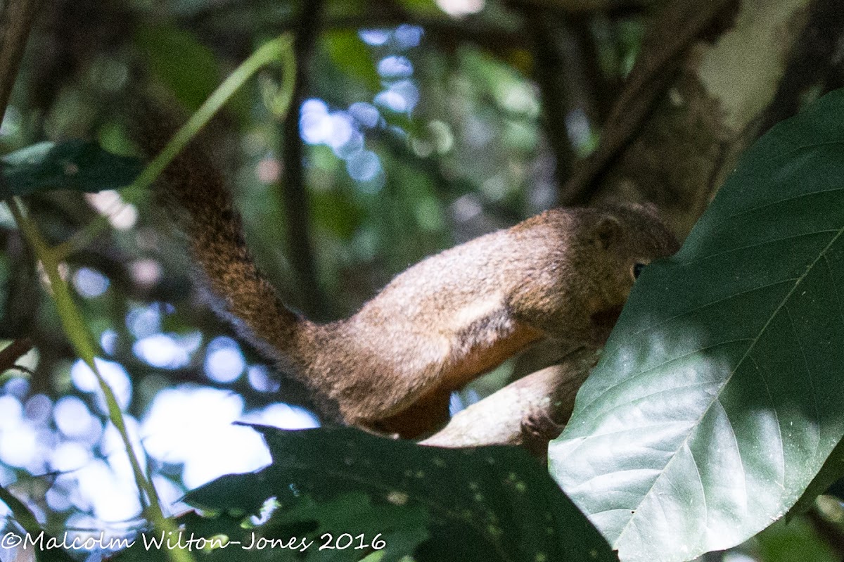 Plantain Squirrel