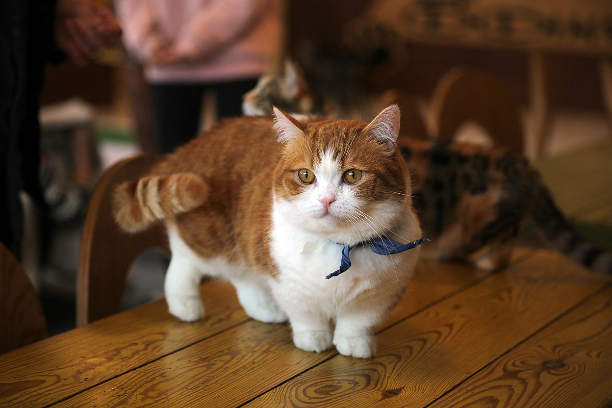 11 Fascinating Facts about the Munchkin Cats