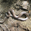 Southeastern Crowned Snake