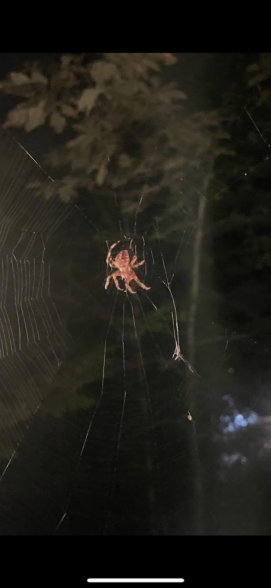 Marbled Orbweaver