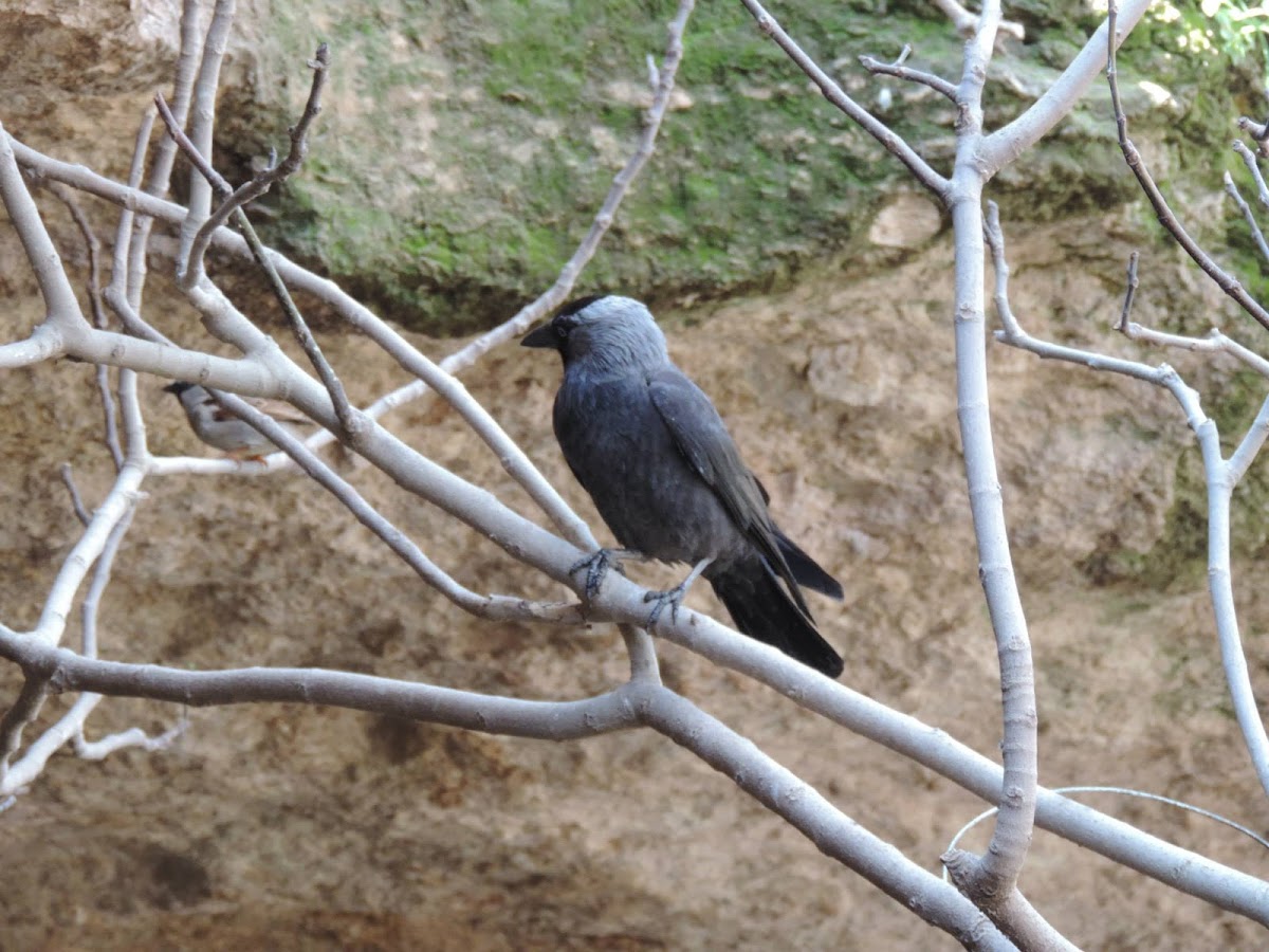 Western Jackdaw