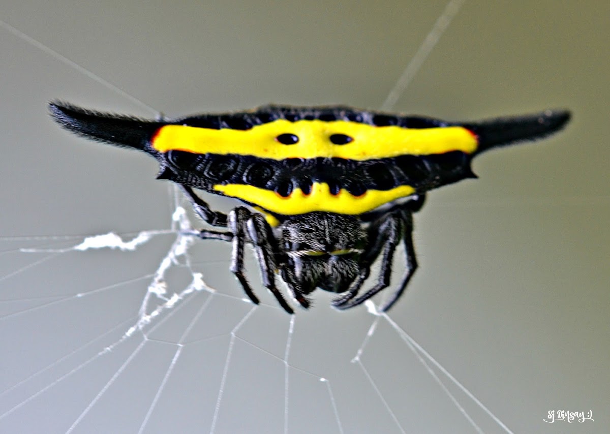 YELLOW HORNED SPIDER