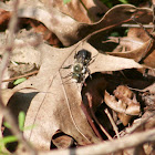 Bufflehead Mason Bee