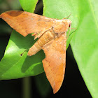 Hawk Moth