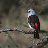 Bufalero cabeciblanco (White-headed buffalo weaver)