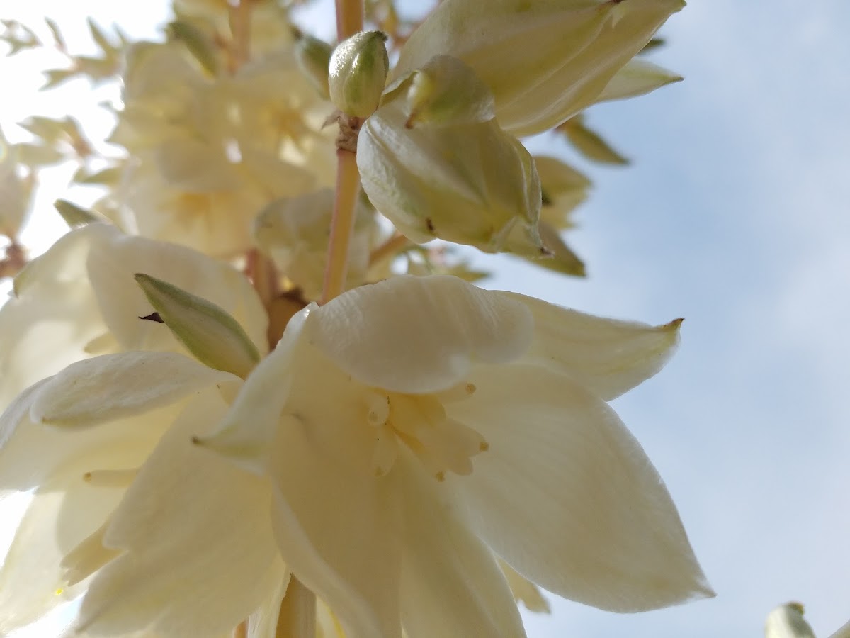 Common Yucca