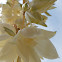 Common Yucca