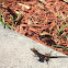 Brown anole