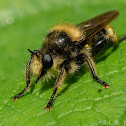 Robber fly sp.