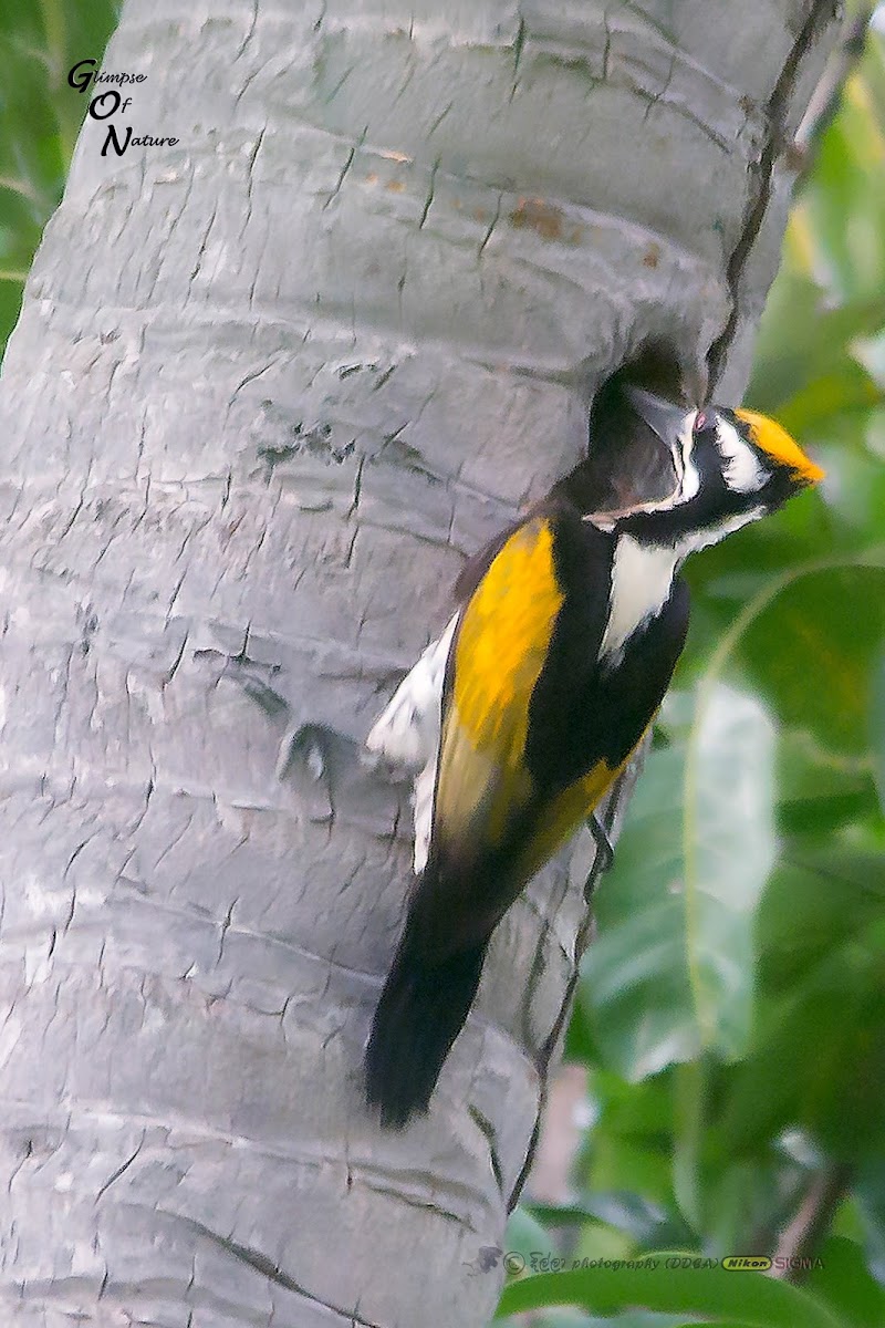 WHITE NAPED WOODPECKER OF SRI LANKA - FEMALE