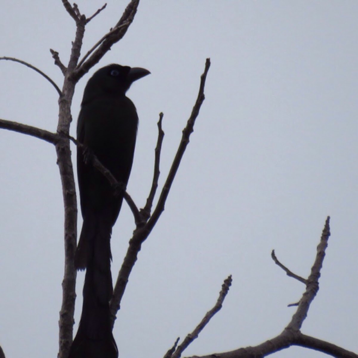 Ratchet-tailed Treepie