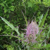 Yellow Thistle