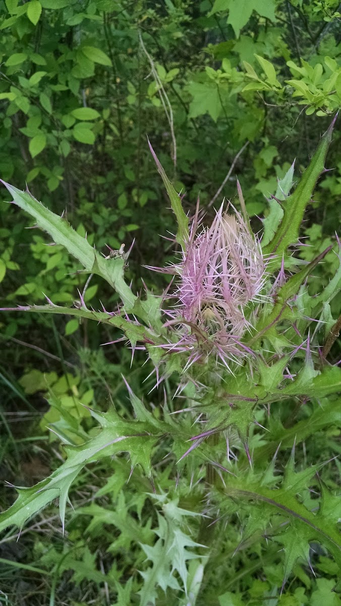 Yellow Thistle