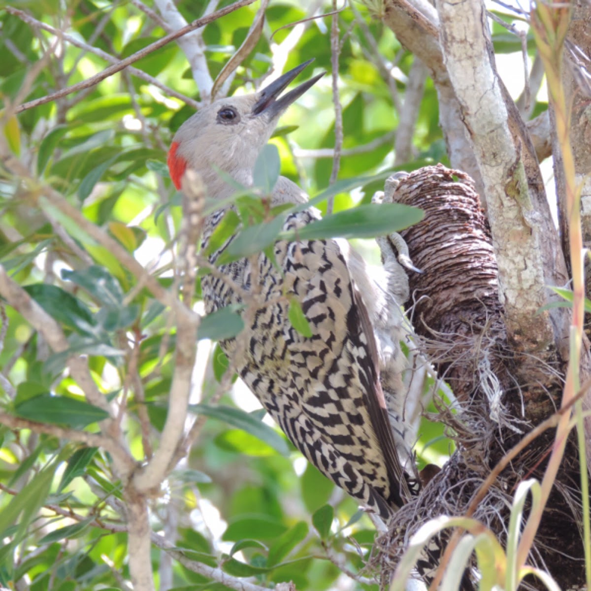 West Indian Woodpecker