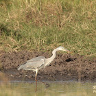 Grey heron