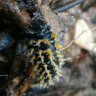 Bunae Caterpillar