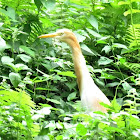 Cattle Egret