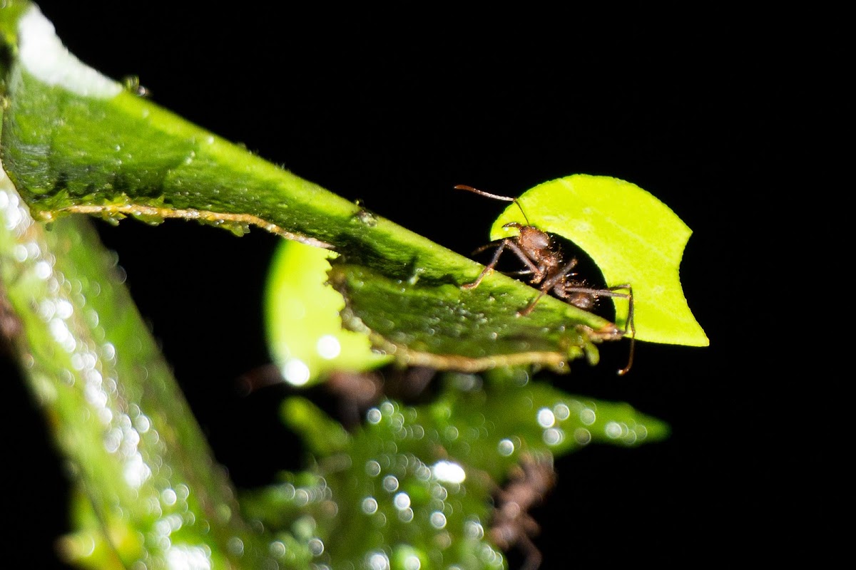 Leafcutter ant