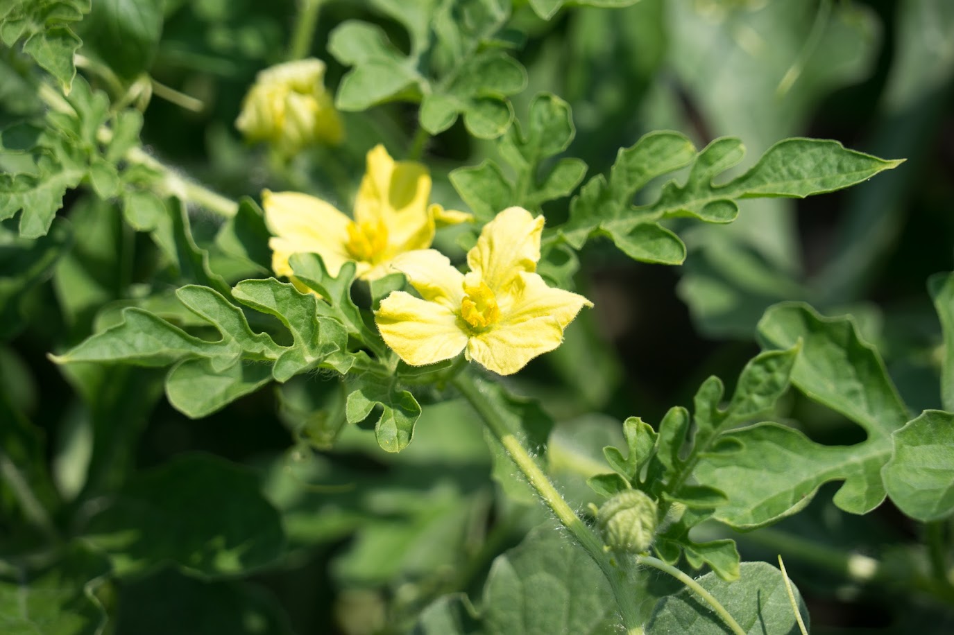 黄色いひまわりスイカの花