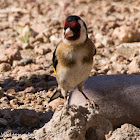 Goldfinch; Jilguero