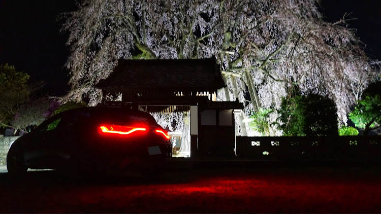 メガーヌ ハッチバックの桜🌸と愛車🚙・お寺の桜・フランス車好きと繋がりたいに関するカスタム事例の投稿画像4枚目