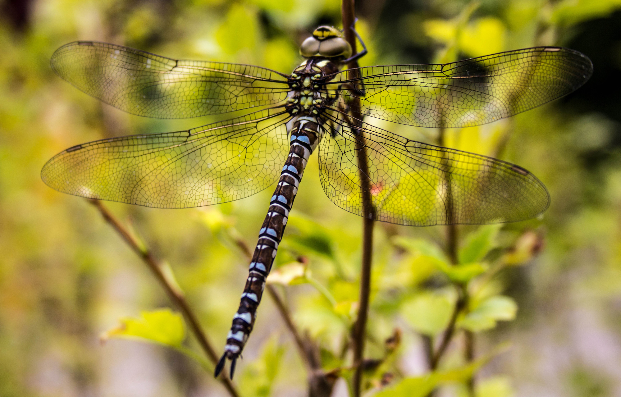 Libellula.... di Gianluca Presto