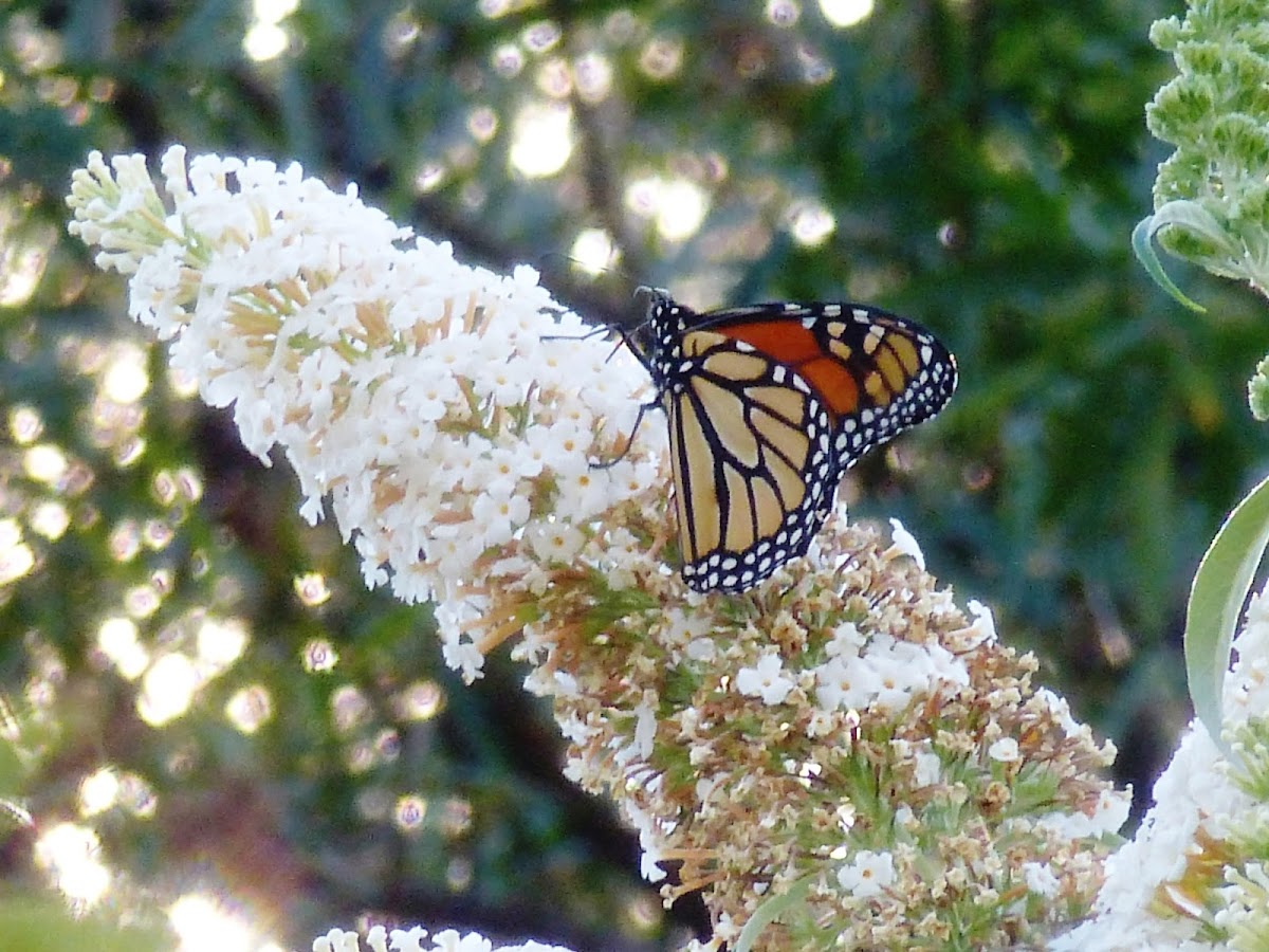 monarch butterfly