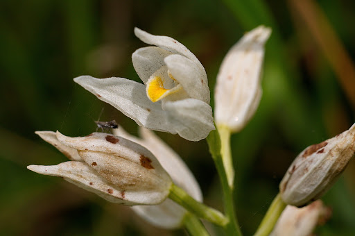 Cephalanthera longifolia