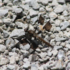 Common Whitetail Immature Male