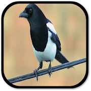 Magpie Sounds 1.0 Icon