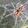 Spider