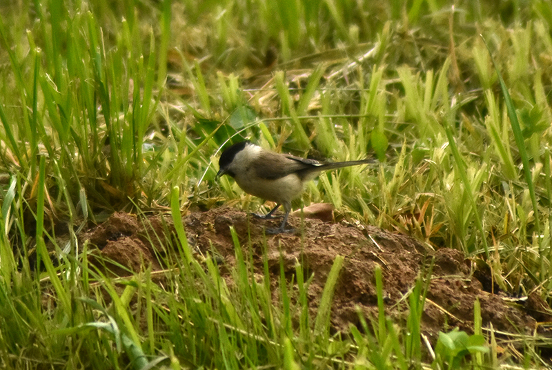 Marsh tit