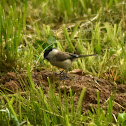 Marsh tit