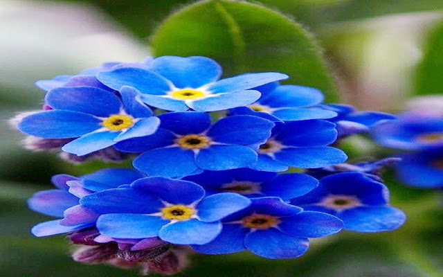 Forget Me Not Flower Wallpaper