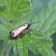 Green Longhorn moth