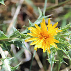 Spanish salsify