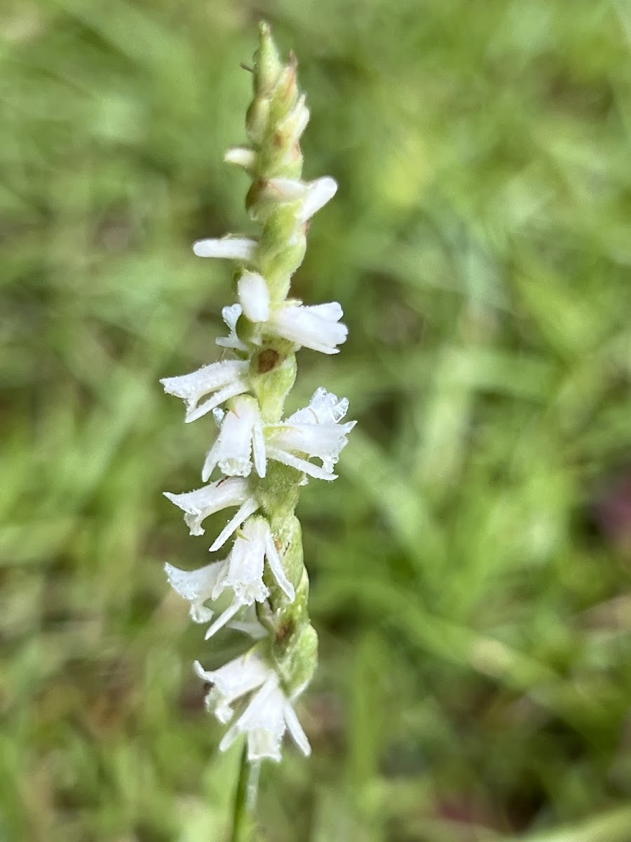 Ladies Tresses Orchid