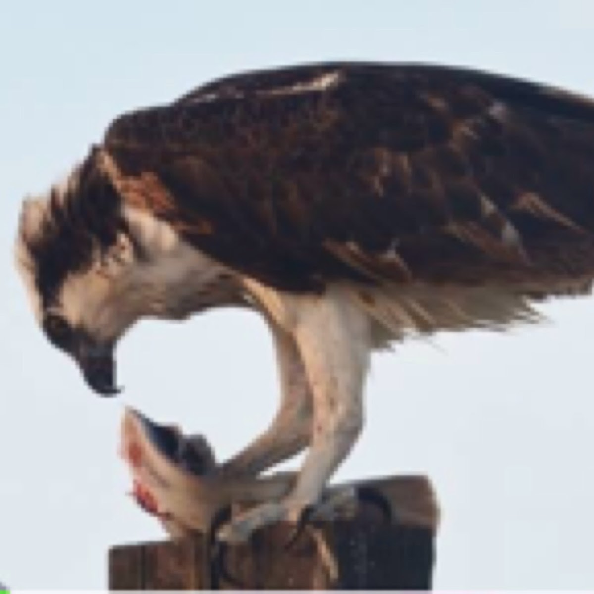 Águila pescadora