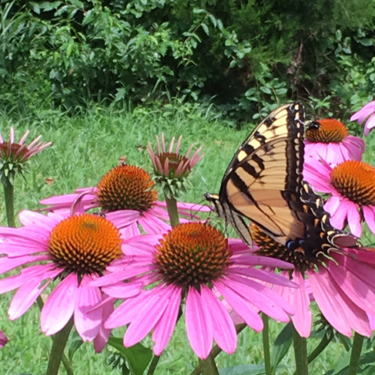 Eastern Tiger Swallowtail Butterfly, make