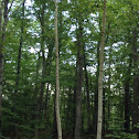 Birch trees