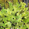 Lungwort lichen