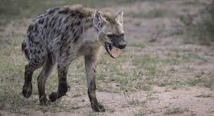 Hyena