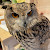 フクロウ🦉のプロフィール画像