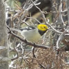 Hermit Warbler