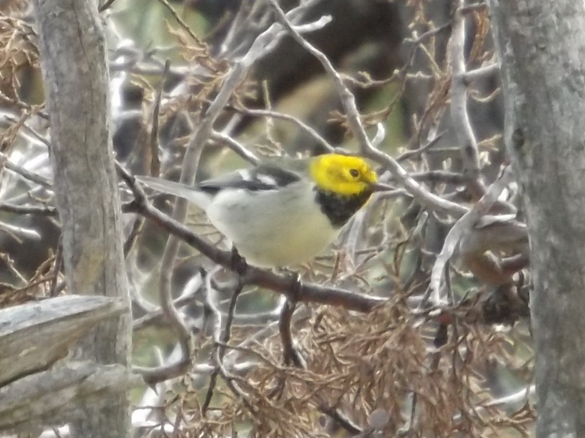 Hermit Warbler