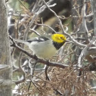 Hermit Warbler