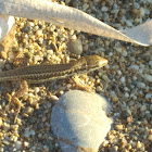 Skyros Wall Lizard