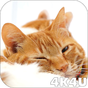 4K Cute Sleepy Kitty Video Live Wallpaper  Icon